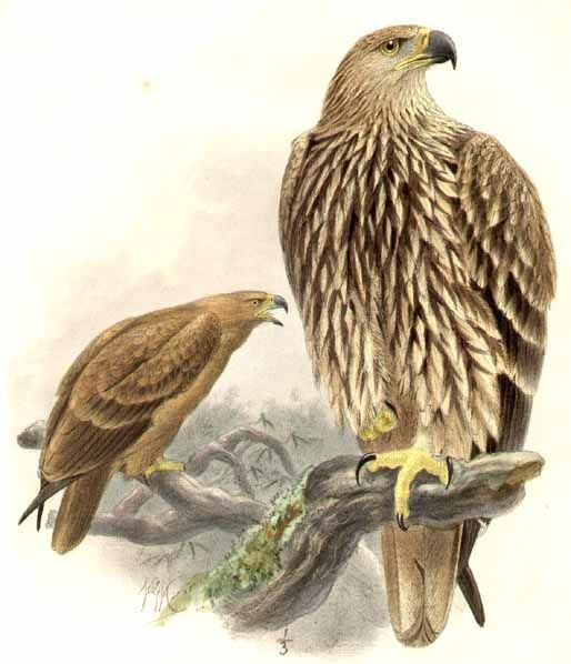 Eastern Imperial Eagle