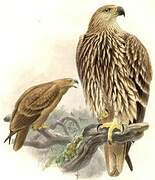 Aigle impérial