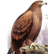 Tawny Eagle