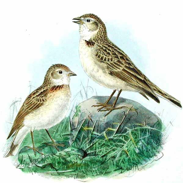 Greater Short-toed Lark