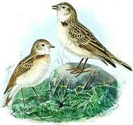 Greater Short-toed Lark