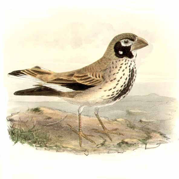 Thick-billed Lark