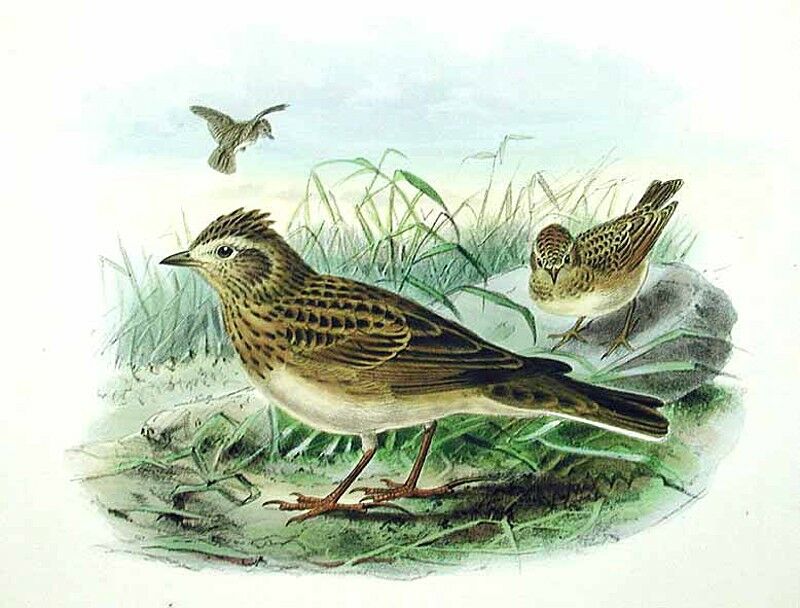 Eurasian Skylark