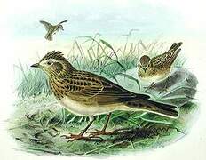 Eurasian Skylark