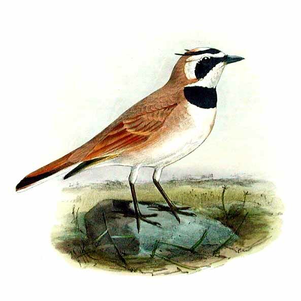 Horned Lark