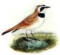 Horned Lark