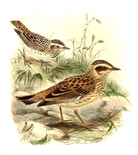 Woodlark