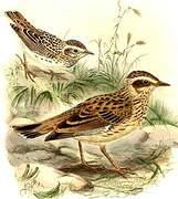 Woodlark