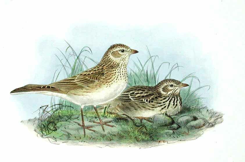 Lesser Short-toed Lark