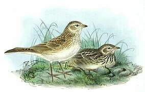 Lesser Short-toed Lark