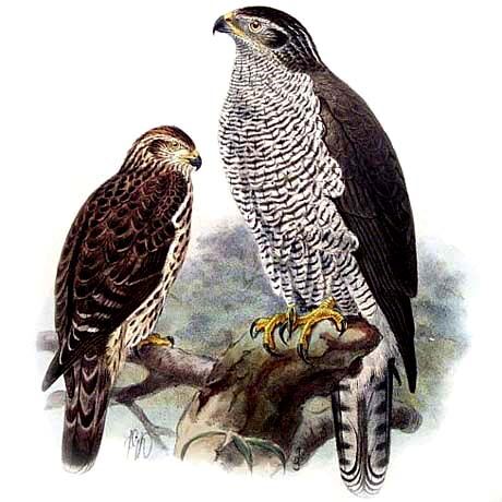 Eurasian Goshawk