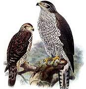 Eurasian Goshawk