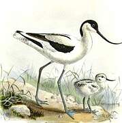 Avocette élégante