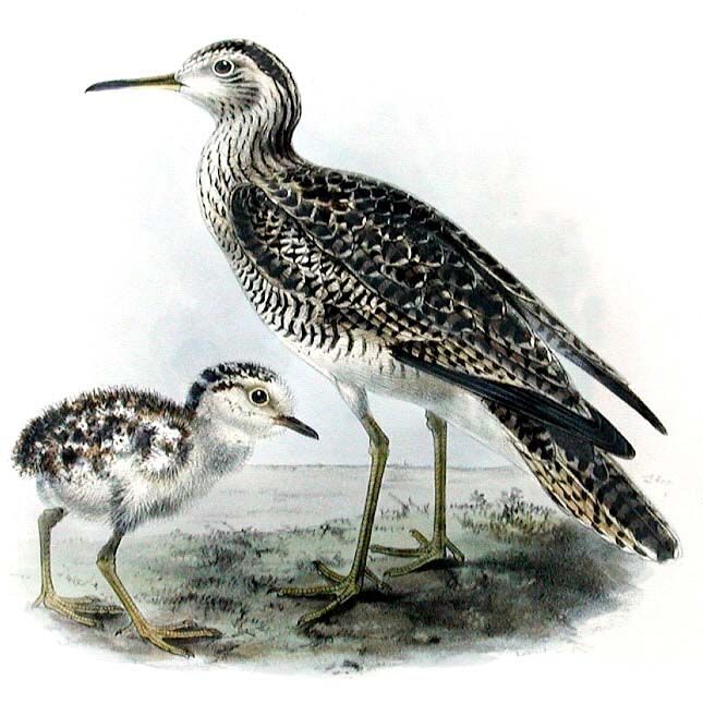 Upland Sandpiper