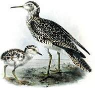 Upland Sandpiper