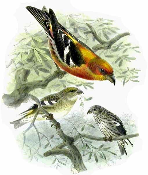 Two-barred Crossbill