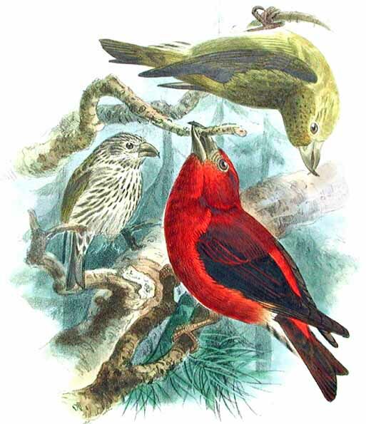 Red Crossbill