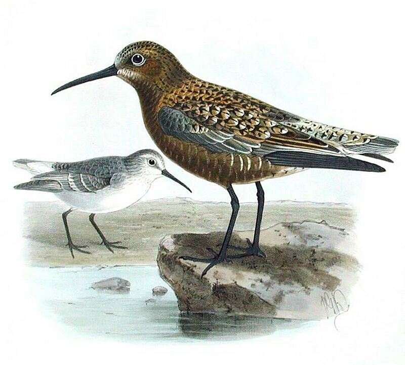 Curlew Sandpiper