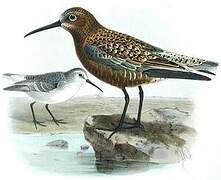 Curlew Sandpiper