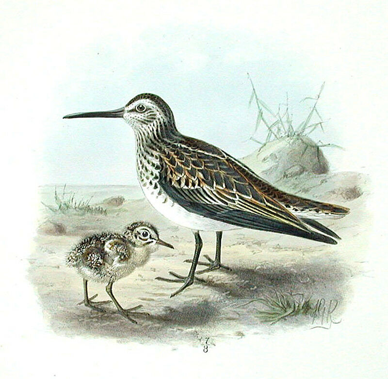 Broad-billed Sandpiper