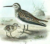 Broad-billed Sandpiper