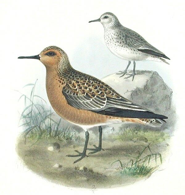 Red Knot