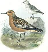 Red Knot