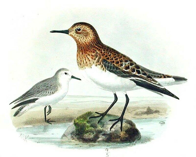 Bécasseau sanderling