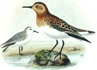 Bécasseau sanderling