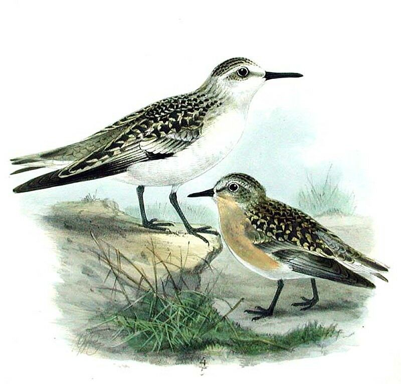 Bécasseau sanderling