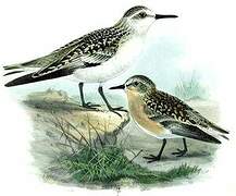 Sanderling