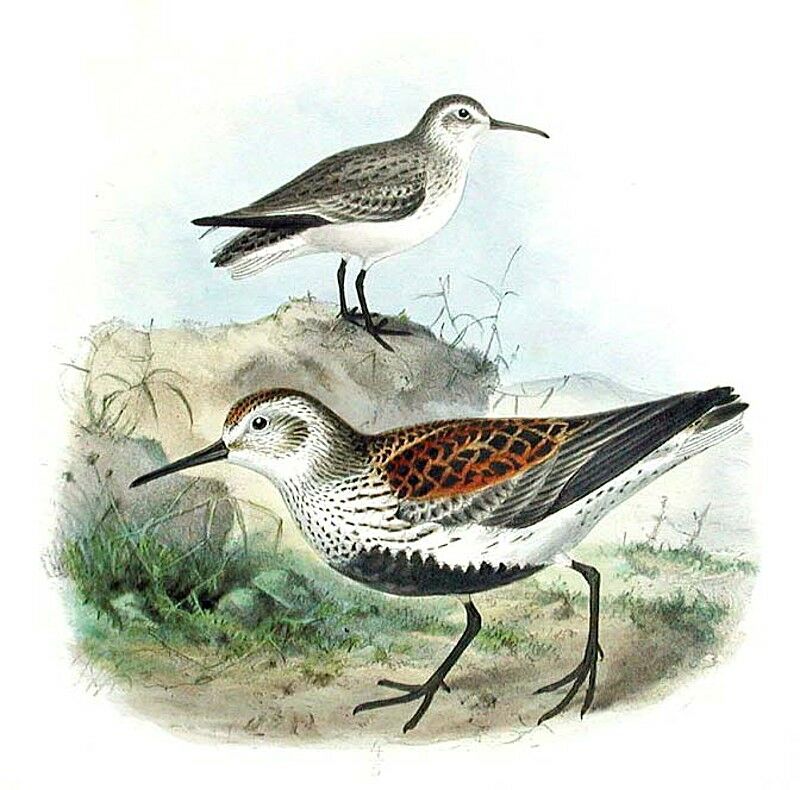 Dunlin