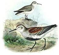 Dunlin