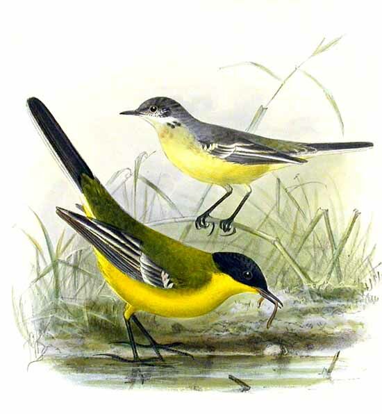 Western Yellow Wagtail (feldegg)