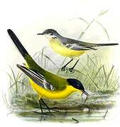 Western Yellow Wagtail (feldegg)