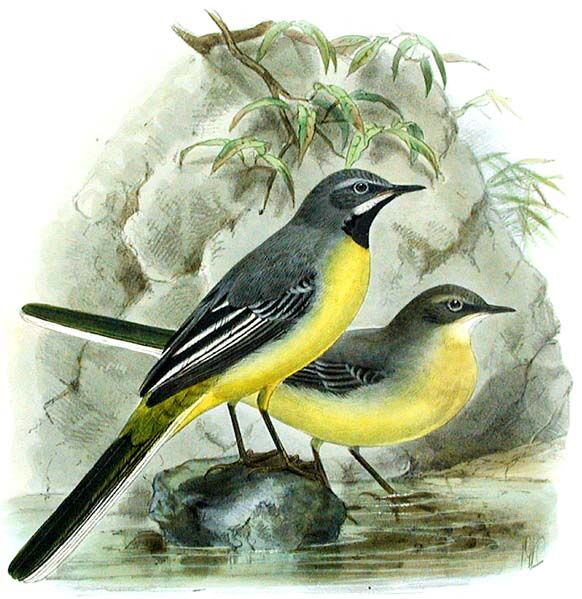 Grey Wagtail