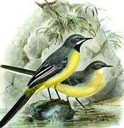 Grey Wagtail