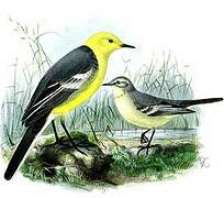 Western Yellow Wagtail (flavissima)