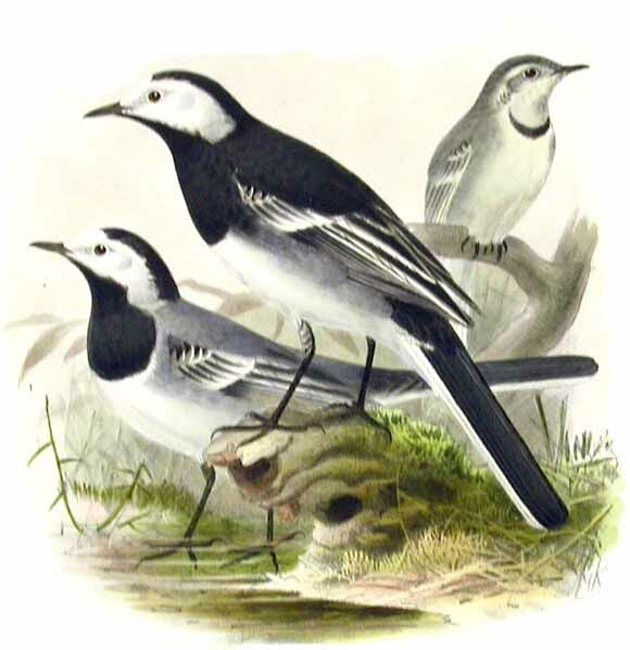 White Wagtail