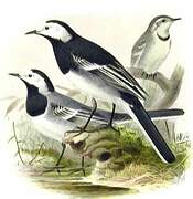 White Wagtail