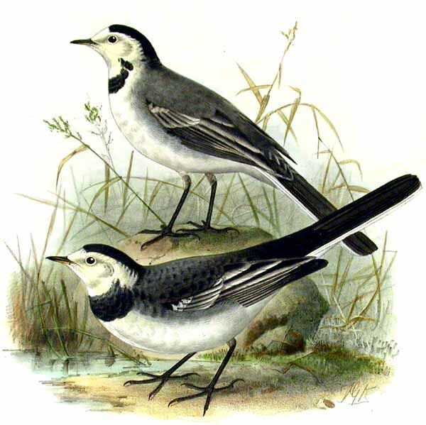 White Wagtail