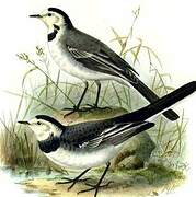 White Wagtail