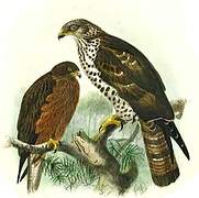 European Honey Buzzard