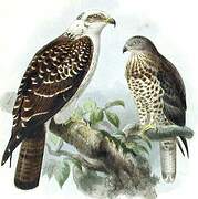 European Honey Buzzard