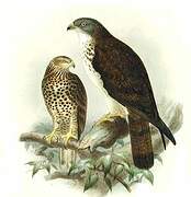 European Honey Buzzard