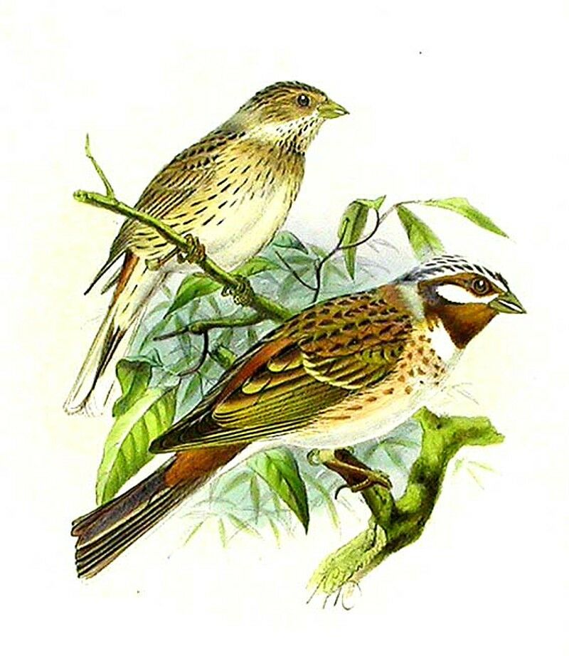 Pine Bunting