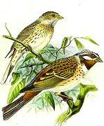 Pine Bunting