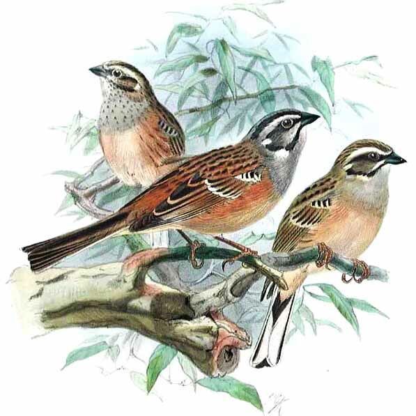 Meadow Bunting