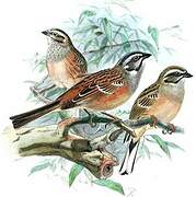 Meadow Bunting