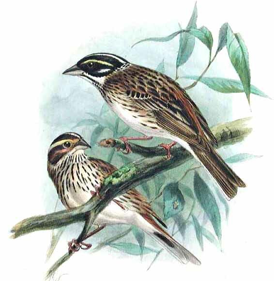 Yellow-browed Bunting